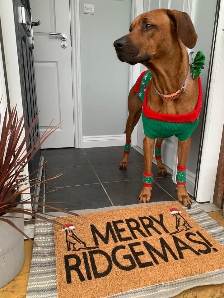 Image of Merry RIDGEMAS. Rhodesian Ridgeback theme Christmas mat. Hand painted coir door mat. Complete wit...