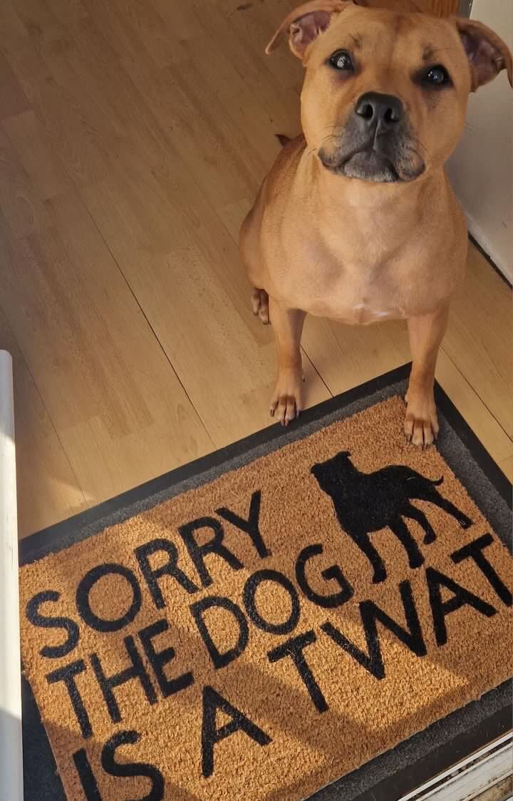 Image of Dog is a twat personalised dog breed coir door mat. Naughty dog / New home / House decor / House ...