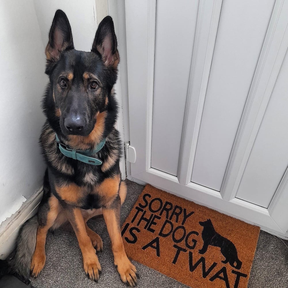 Image of Dog is a twat personalised dog breed coir door mat. Naughty dog / New home / House decor / House ...
