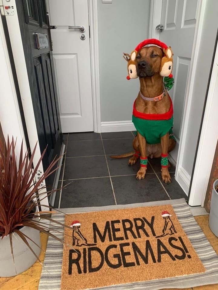 Image of Merry RIDGEMAS. Rhodesian Ridgeback theme Christmas mat. Hand painted coir door mat. Complete wit...