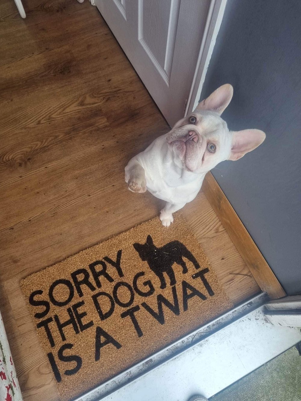 Image of Dog is a twat personalised dog breed coir door mat. Naughty dog / New home / House decor / House ...
