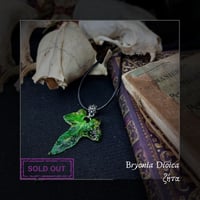 Image 10 of ☽ Bryonia Dioica ☾