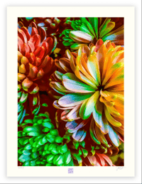 Image 1 of TECHNICOLOR DAHLIAS (24X18)