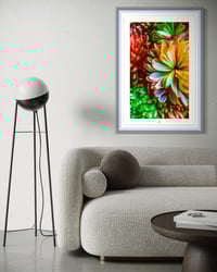 Image 2 of TECHNICOLOR DAHLIAS (36X24)