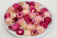 Image 2 of 60 Strawflower Heads - Pink