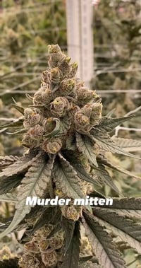 Image 2 of Murder Mitten