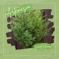 Artemesia 'Sweet Annie'