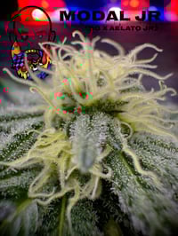 Image 3 of ModAL Glue Jr