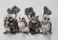 Image 2 of 'Having a Hoot'