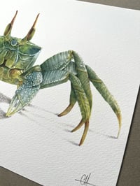 Image 3 of Crabe Fantôme 