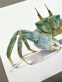 Image 4 of Crabe Fantôme 