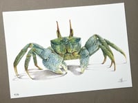 Image 5 of Crabe Fantôme 