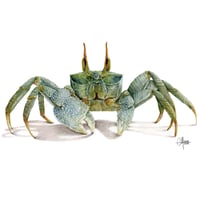 Image 1 of Crabe Fantôme 