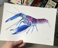 Image 2 of Ecrevisse Cherax