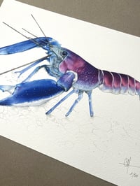 Image 4 of Ecrevisse Cherax