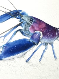 Image 5 of Ecrevisse Cherax