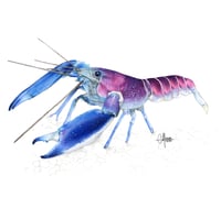 Image 1 of Ecrevisse Cherax 