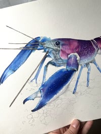 Image 2 of Ecrevisse Cherax ( Oeuvre Originale)