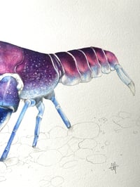 Image 3 of Ecrevisse Cherax ( Oeuvre Originale)