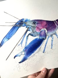 Image 4 of Ecrevisse Cherax ( Oeuvre Originale)