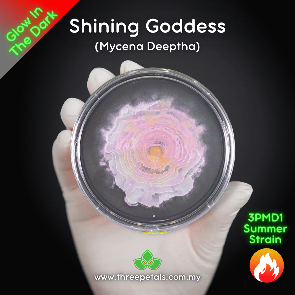 Shining Goddess (Mycena Deeptha) Live Mycelium Mushroom Culture Spawn
