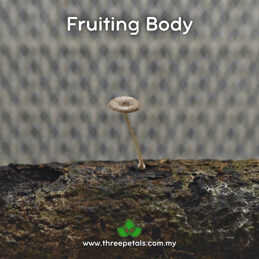 Shining Goddess (Mycena Deeptha) Live Mycelium Mushroom Culture Spawn
