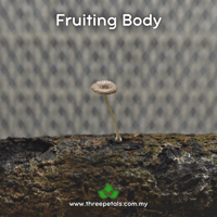 Image 3 of Shining Goddess (Mycena Deeptha) Live Mycelium Mushroom Culture Spawn