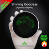 Shining Goddess (Mycena Deeptha) Live Mycelium Mushroom Culture Spawn