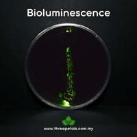 Image 4 of Shining Goddess (Mycena Deeptha) Live Mycelium Mushroom Culture Spawn