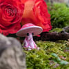 Valloween Grumpy Mushroom