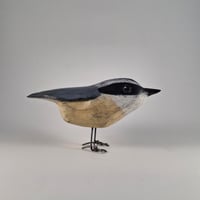 Image 5 of Nuthatch
