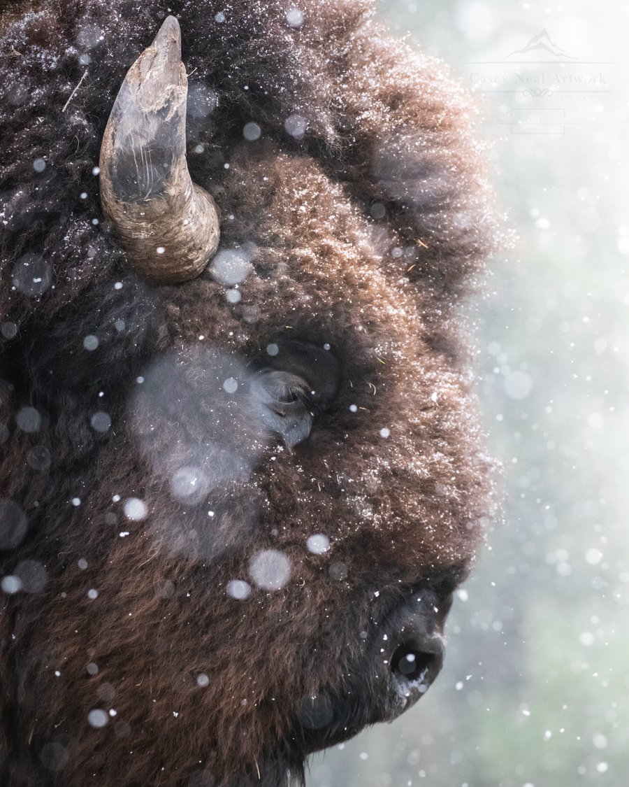 Image of The Blizzard Bison