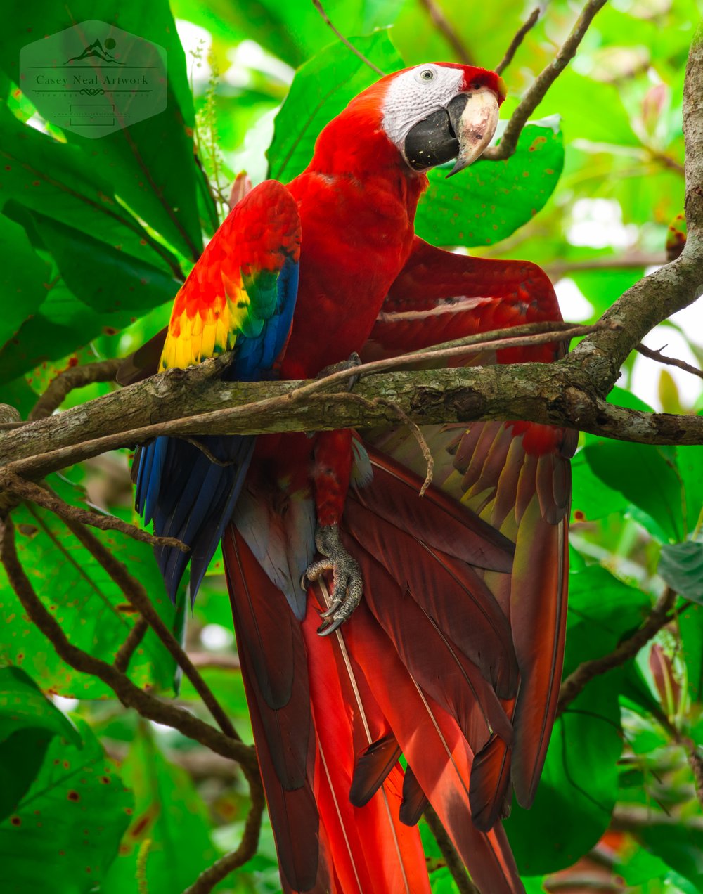 Image of Scarlet Macaw