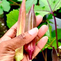 Image 2 of Okra Red Burgundy 