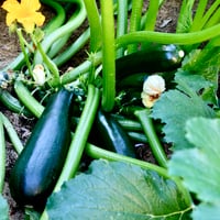 Squash Summer Zucchini Black Beauty