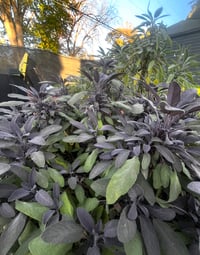 Image 1 of Lavender Sage Tea