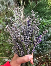 Image 2 of Lavender Sage Tea