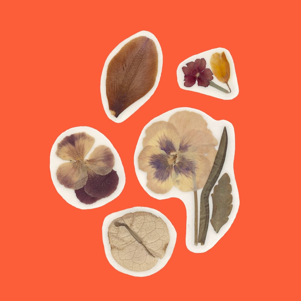 Image of Pressed Plant Stickers - Pack of 5