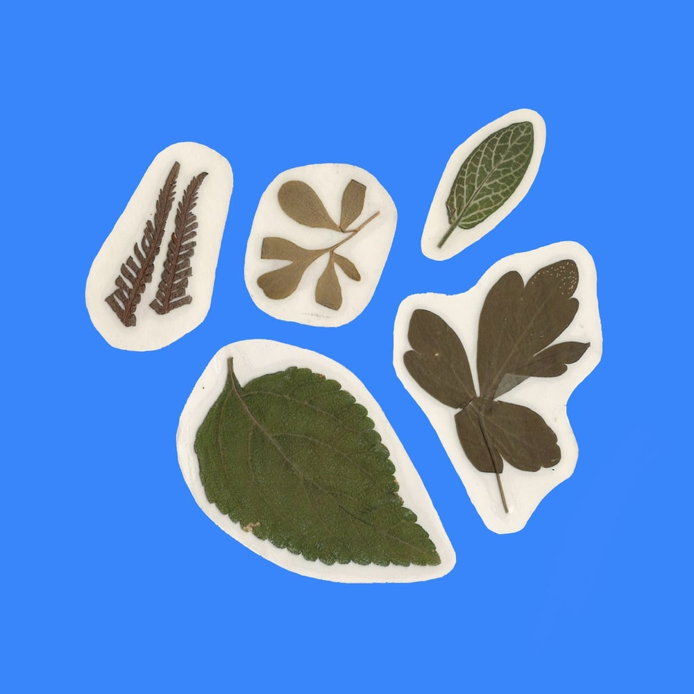 Image of Pressed Plant Stickers - Pack of 5
