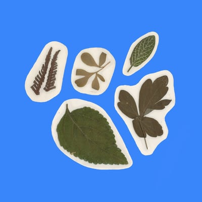 Image of Pressed Plant Stickers - Pack of 5