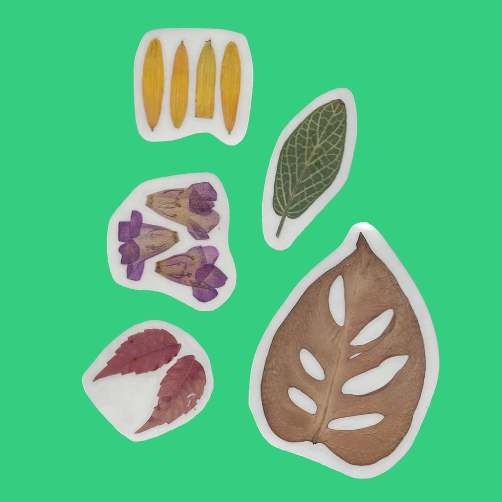 Image of Pressed Plant Stickers - Pack of 5
