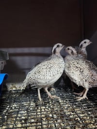 Image 3 of 32 Snowflake Quail Hatching Eggs 