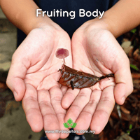 Image 3 of Bleeding Bonnet (Mycena Sanguinolenta) Live Mycelium Mushroom Culture Spawn