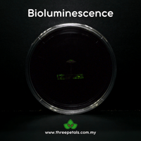 Image 4 of Bleeding Bonnet (Mycena Sanguinolenta) Live Mycelium Mushroom Culture Spawn