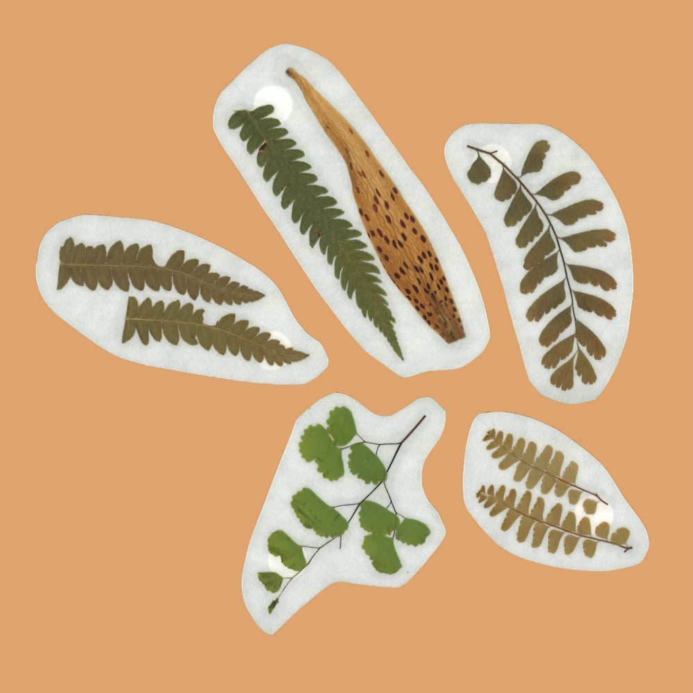 Image of Pressed Plant Stickers - Pack of 5