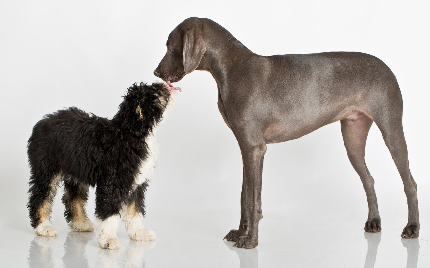 Image of The Pet Atelier