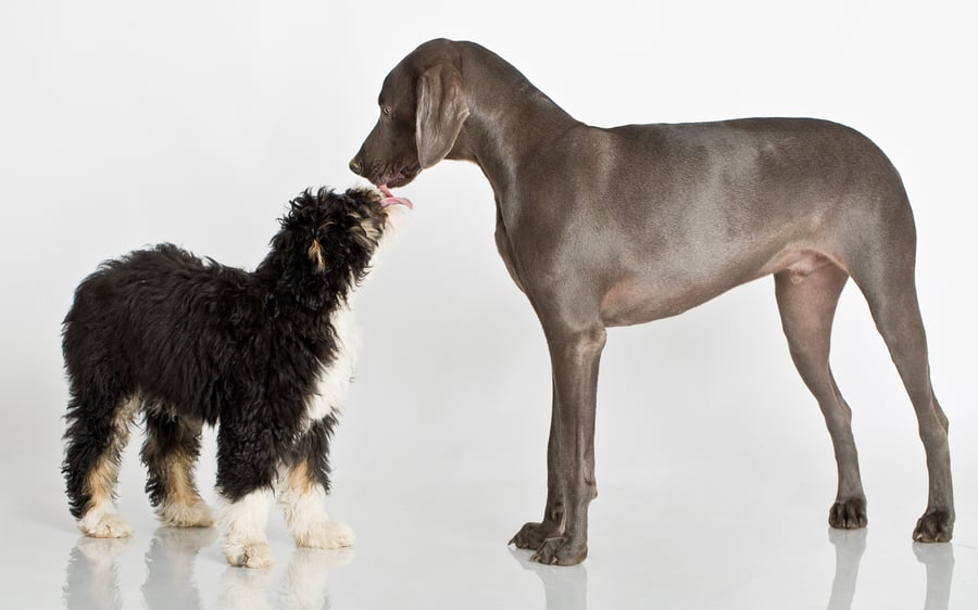 Image of PETS