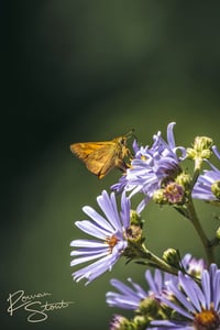 Image 3 of Fiery Skipper