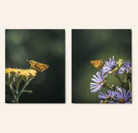 Image 1 of Fiery Skipper