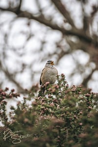 Image 2 of White-Crowned Sparrow